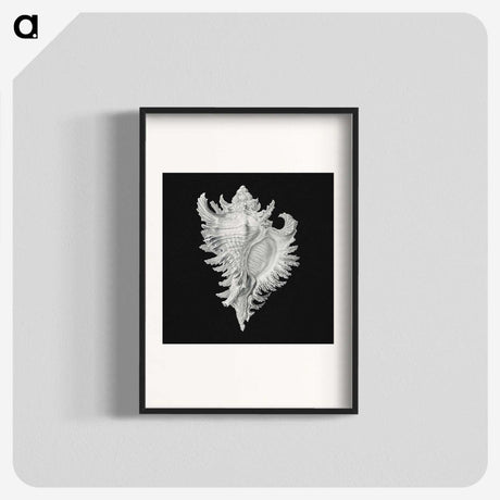 1-58_Ernst-Haeckel_blk