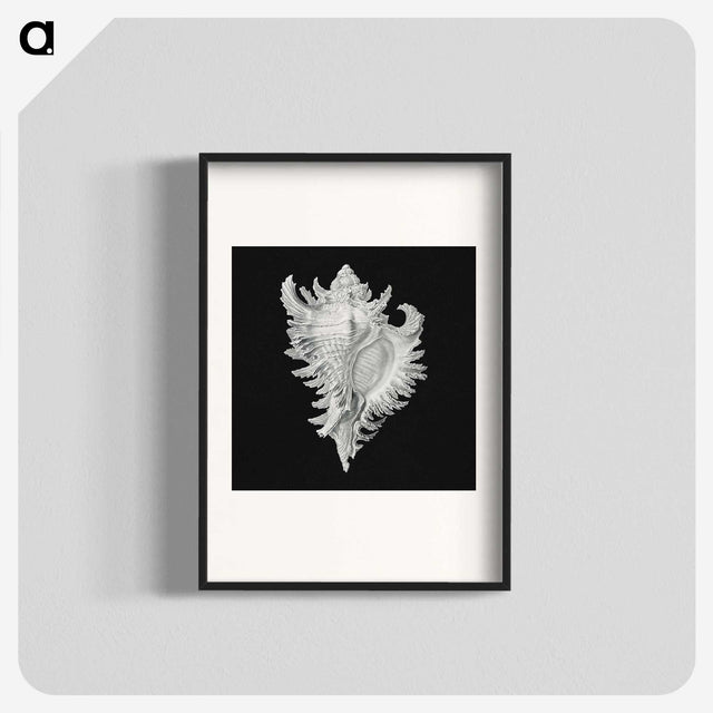 1-58_Ernst-Haeckel_blk