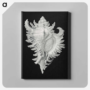 1-58_Ernst-Haeckel_canvas