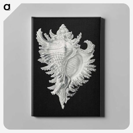 1-58_Ernst-Haeckel_canvas
