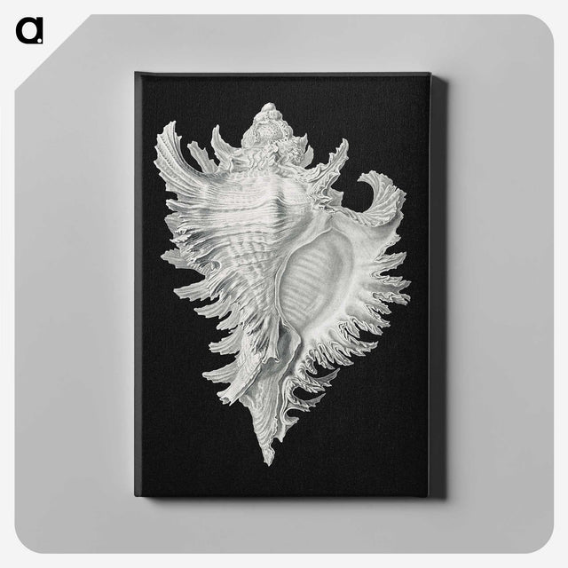 1-58_Ernst-Haeckel_canvas