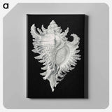 Vintage shell marine life illustration - エルンスト ヘッケル Canvas.