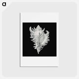 アートポストカード-Vintage shell marine life illustration - エルンスト ヘッケル Postcard.