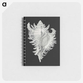 1-58_Ernst-Haeckel_memo