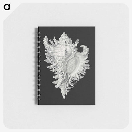 1-58_Ernst-Haeckel_memo
