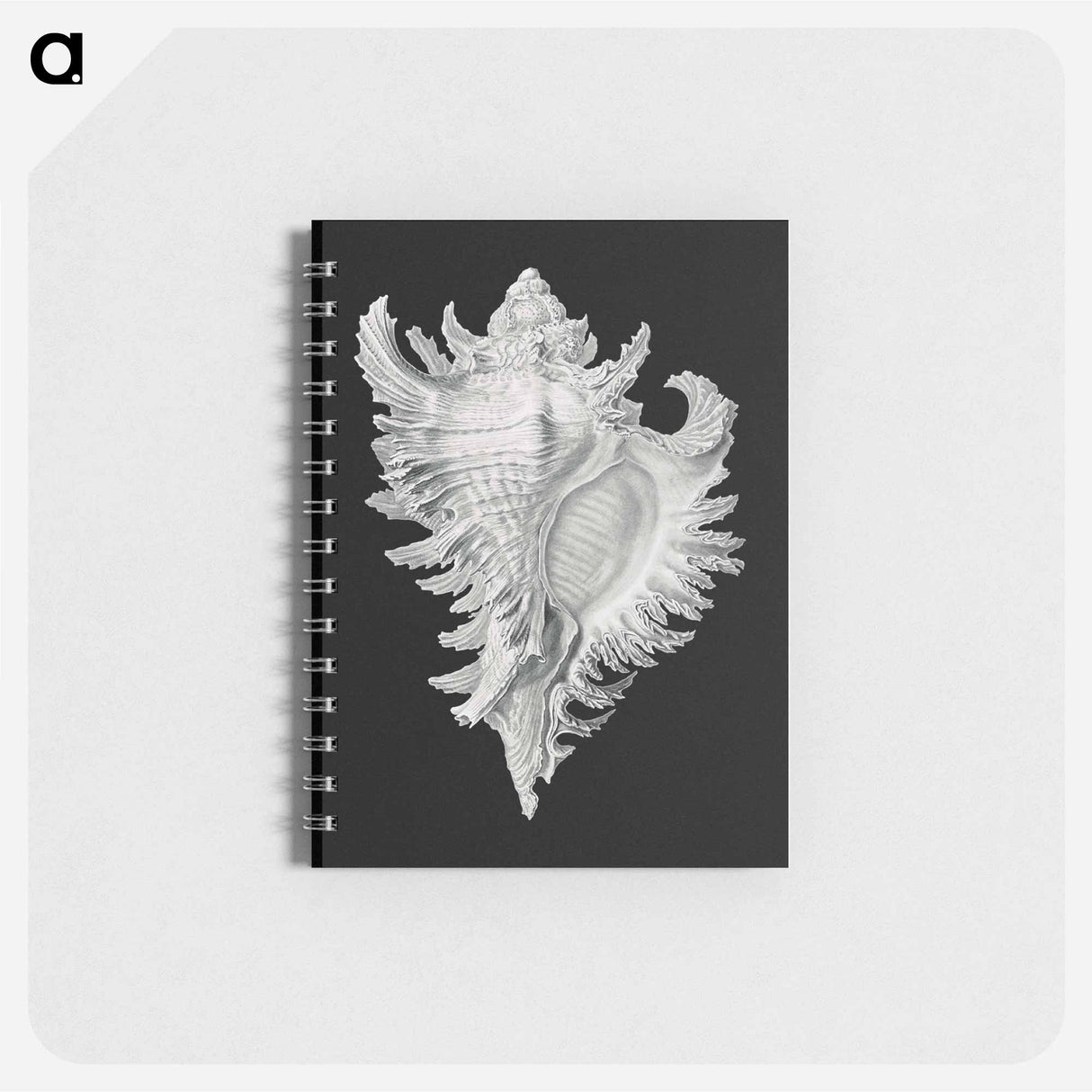 アートメモ帳-Vintage shell marine life illustration - エルンスト ヘッケル Memo.