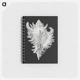 アートメモ帳-Vintage shell marine life illustration - エルンスト ヘッケル Memo.