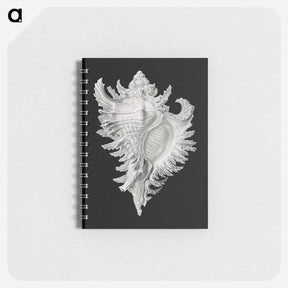 アートメモ帳-Vintage shell marine life illustration - エルンスト ヘッケル Memo.