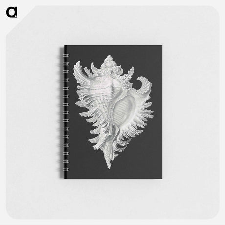 アートメモ帳-Vintage shell marine life illustration - エルンスト ヘッケル Memo.