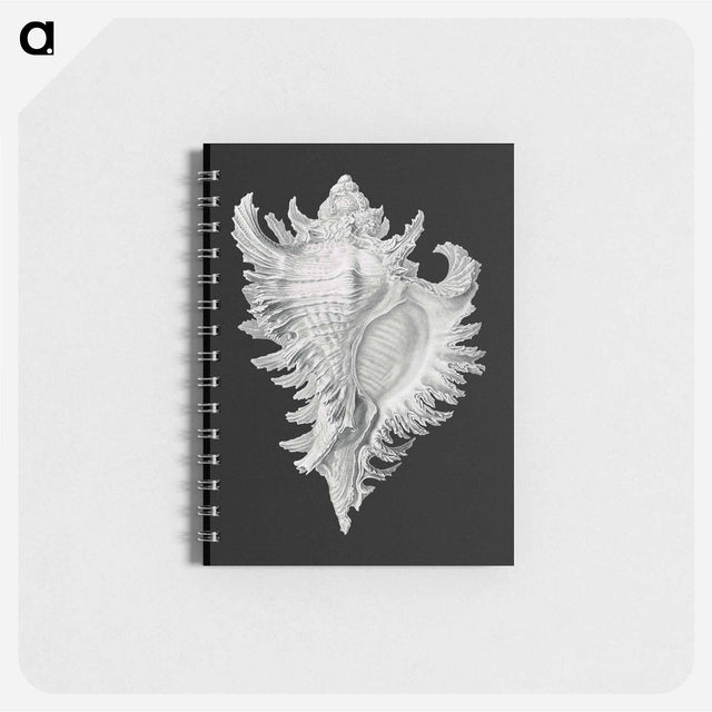 アートメモ帳-Vintage shell marine life illustration - エルンスト ヘッケル Memo.