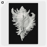 1-58_Ernst-Haeckel_picture-crop