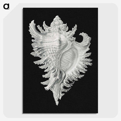 1-58_Ernst-Haeckel_picture-crop