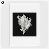 1-58_Ernst-Haeckel_picture