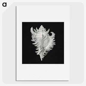 1-58_Ernst-Haeckel_picture
