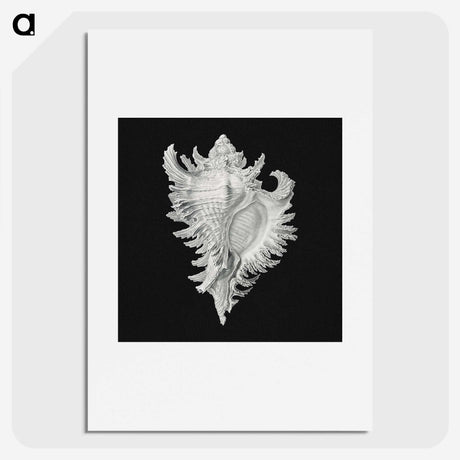 1-58_Ernst-Haeckel_picture