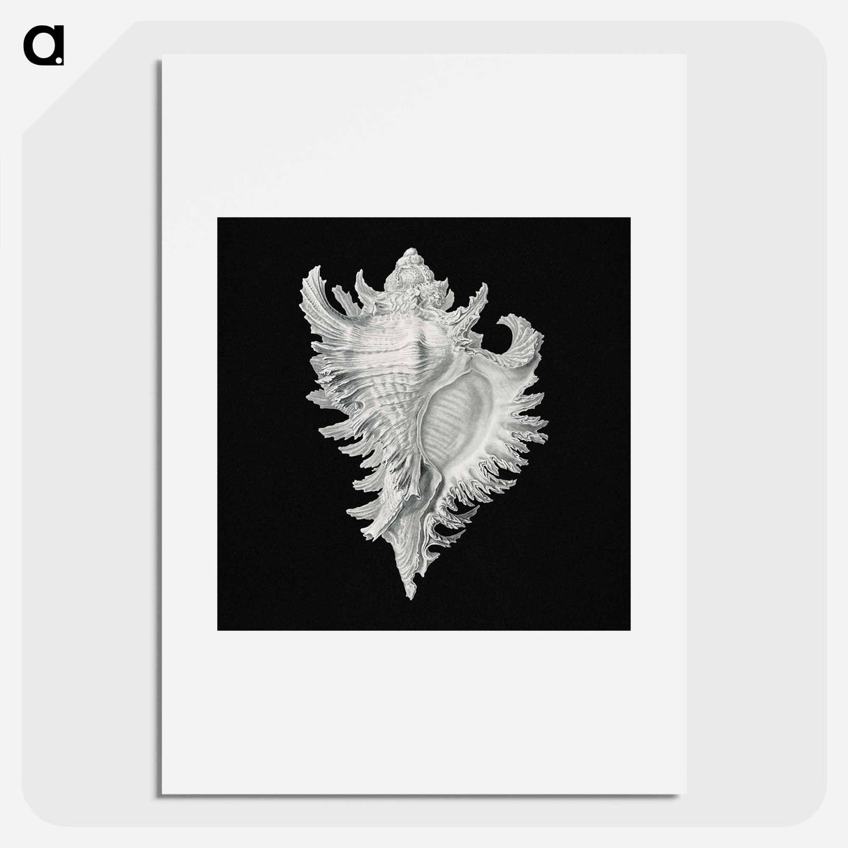 Vintage shell marine life illustration - エルンスト ヘッケル Poster.