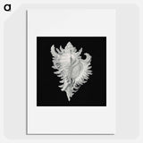 Vintage shell marine life illustration - エルンスト ヘッケル Poster.