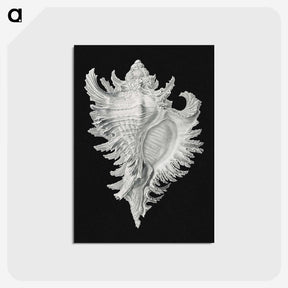 1-58_Ernst-Haeckel_postcard