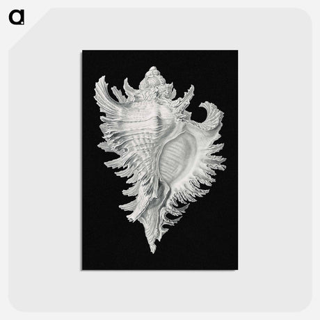 アートポストカード-Vintage shell marine life illustration - エルンスト ヘッケル Postcard.