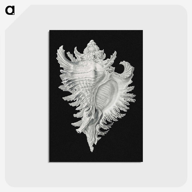 1-58_Ernst-Haeckel_postcard