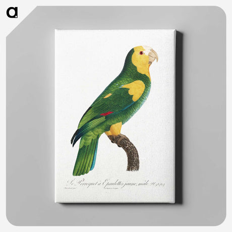 1-58_Francois-Levaillant_canvas