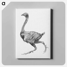 アートパネル-Fowl, Lateral View
 - ジョージ スタッブス Canvas.