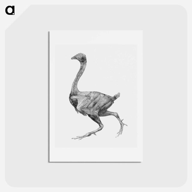 アートポストカード-Fowl, Lateral View
 - ジョージ スタッブス Postcard.
