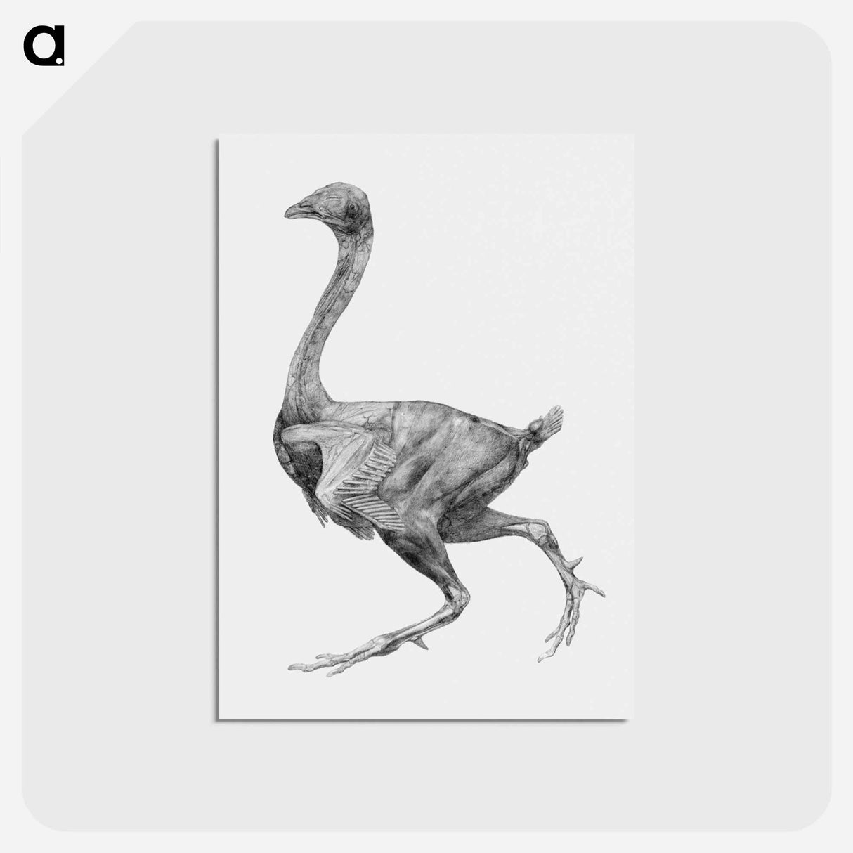 アートポストカード-Fowl, Lateral View
 - ジョージ スタッブス Postcard.