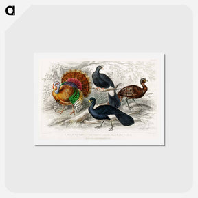 アートポストカード-American and Crested Curassows
 - ゴールドスミスの生き生きとした自然 Postcard.