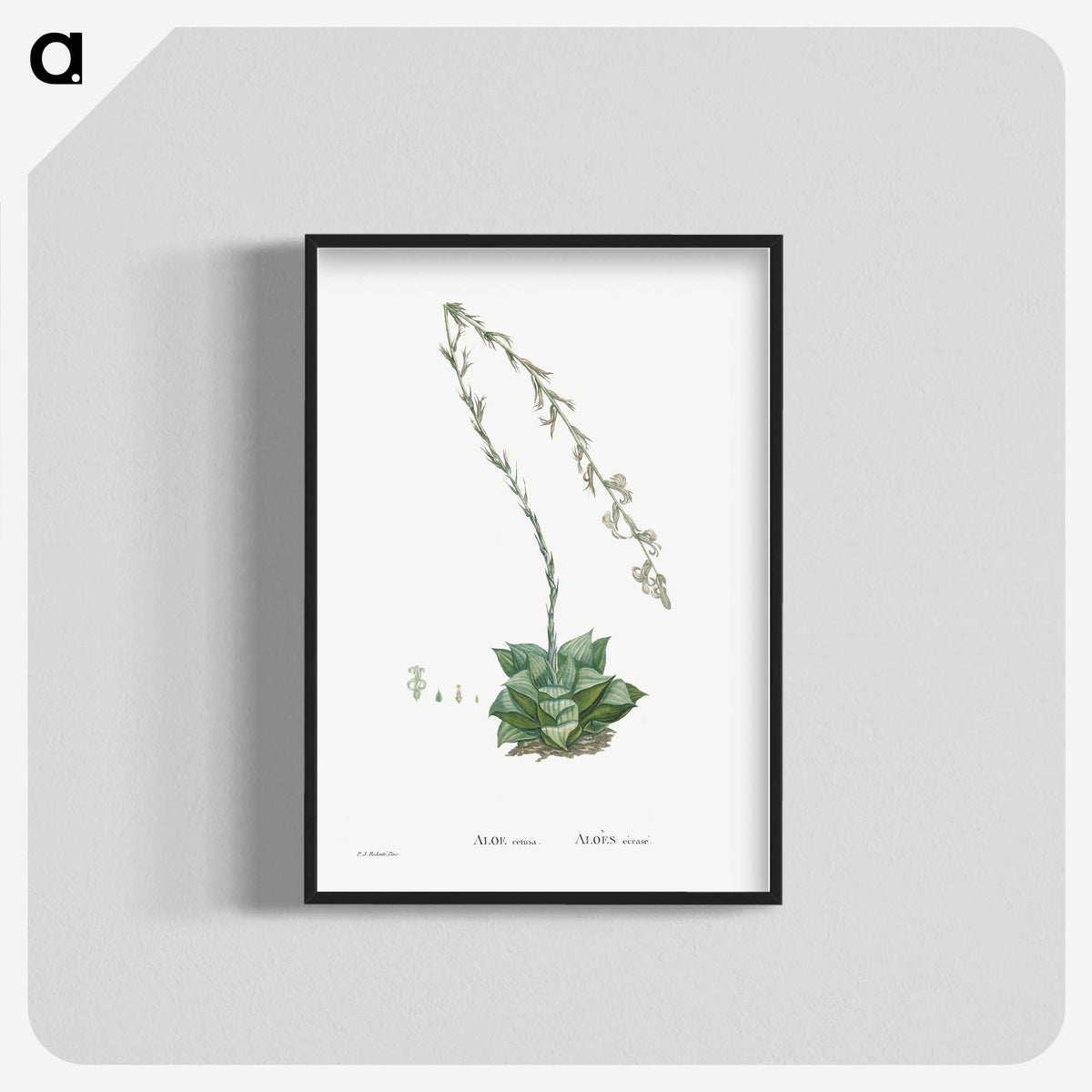 1-58_Histoire-des-Plantes-Grasses_blk-crop