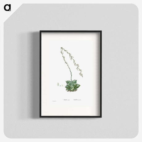 1-58_Histoire-des-Plantes-Grasses_blk