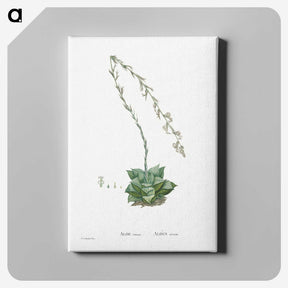 1-58_Histoire-des-Plantes-Grasses_canvas
