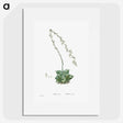 1-58_Histoire-des-Plantes-Grasses_picture