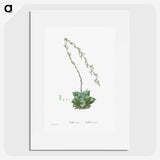 1-58_Histoire-des-Plantes-Grasses_picture