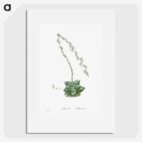 1-58_Histoire-des-Plantes-Grasses_picture