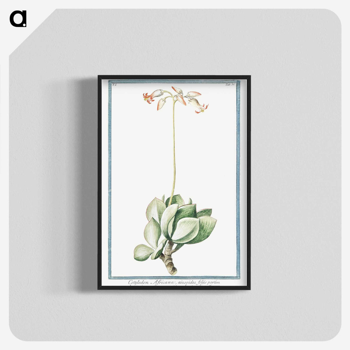 1-58_Hortus-Romanus-Botanical-Plates_blk-crop