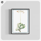 1-58_Hortus-Romanus-Botanical-Plates_blk-crop