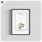 1-58_Hortus-Romanus-Botanical-Plates_blk