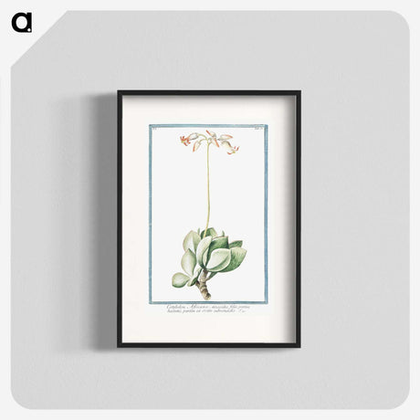 1-58_Hortus-Romanus-Botanical-Plates_blk