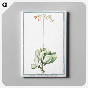 1-58_Hortus-Romanus-Botanical-Plates_canvas