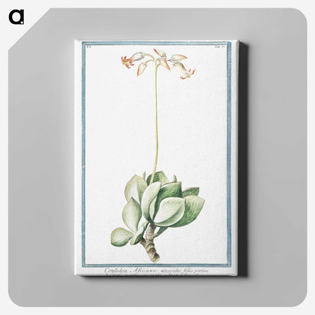 1-58_Hortus-Romanus-Botanical-Plates_canvas
