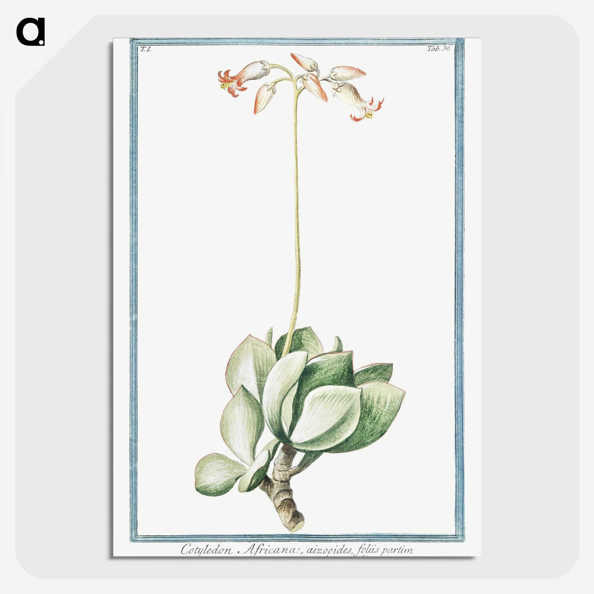 1-58_Hortus-Romanus-Botanical-Plates_picture-crop