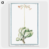 1-58_Hortus-Romanus-Botanical-Plates_picture-crop