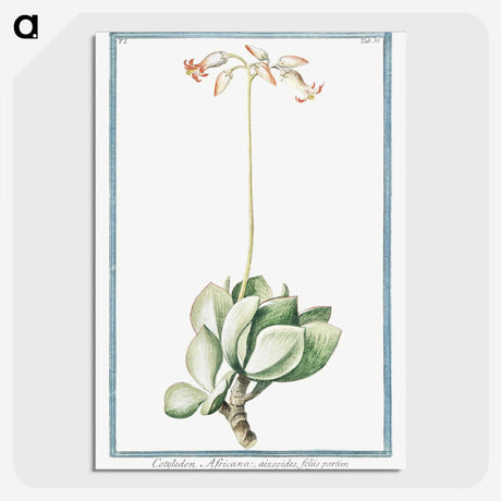 1-58_Hortus-Romanus-Botanical-Plates_picture-crop
