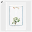 1-58_Hortus-Romanus-Botanical-Plates_picture