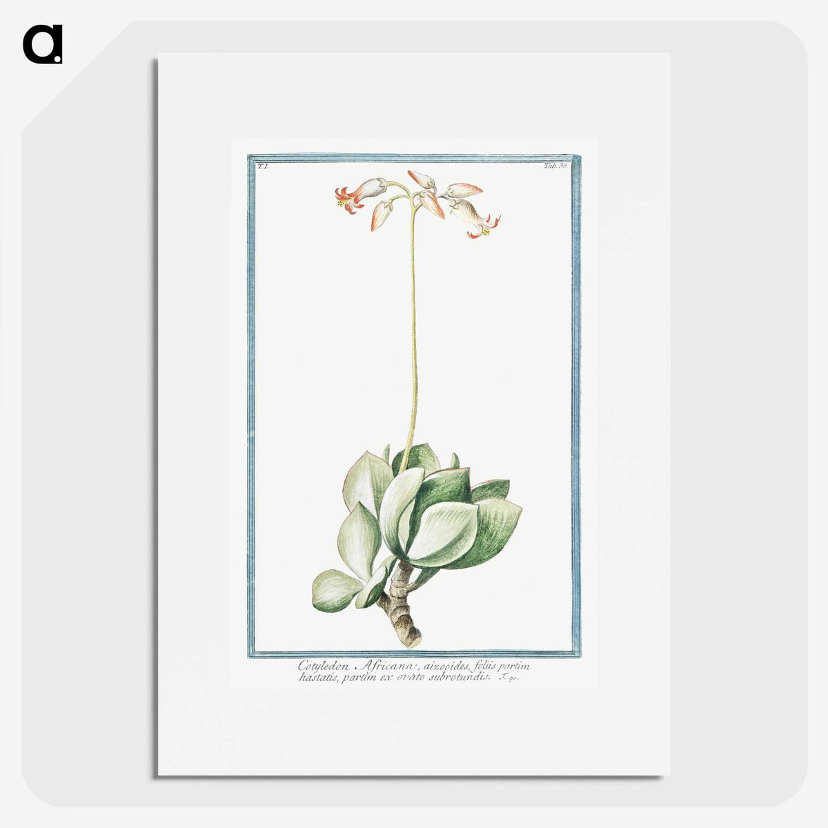 1-58_Hortus-Romanus-Botanical-Plates_picture