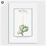 1-58_Hortus-Romanus-Botanical-Plates_picture