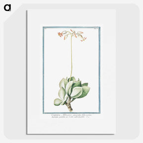 1-58_Hortus-Romanus-Botanical-Plates_picture