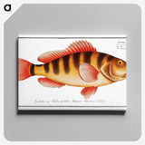 1-58_Ichtyologie-ou-Histoire-naturelle_canvas