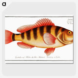 1-58_Ichtyologie-ou-Histoire-naturelle_picture-crop